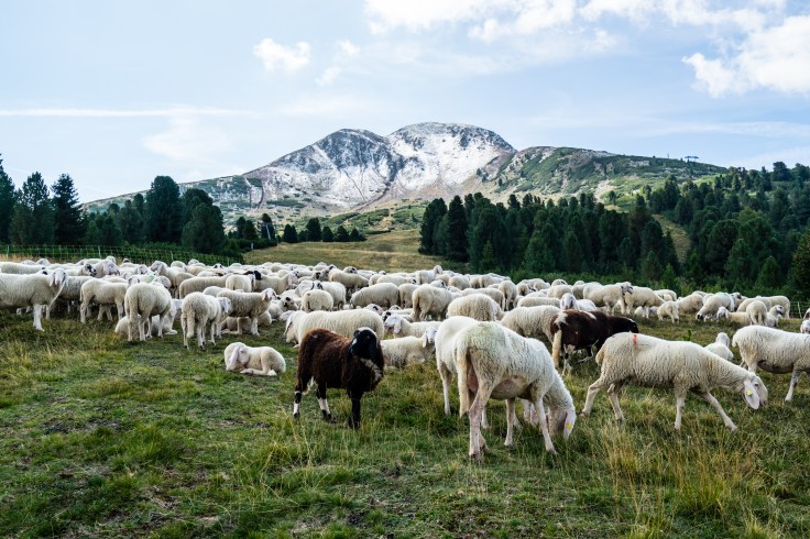 Hotel Pfösl Wanderung Weisshorn_01 (c) Hotel Pfösl